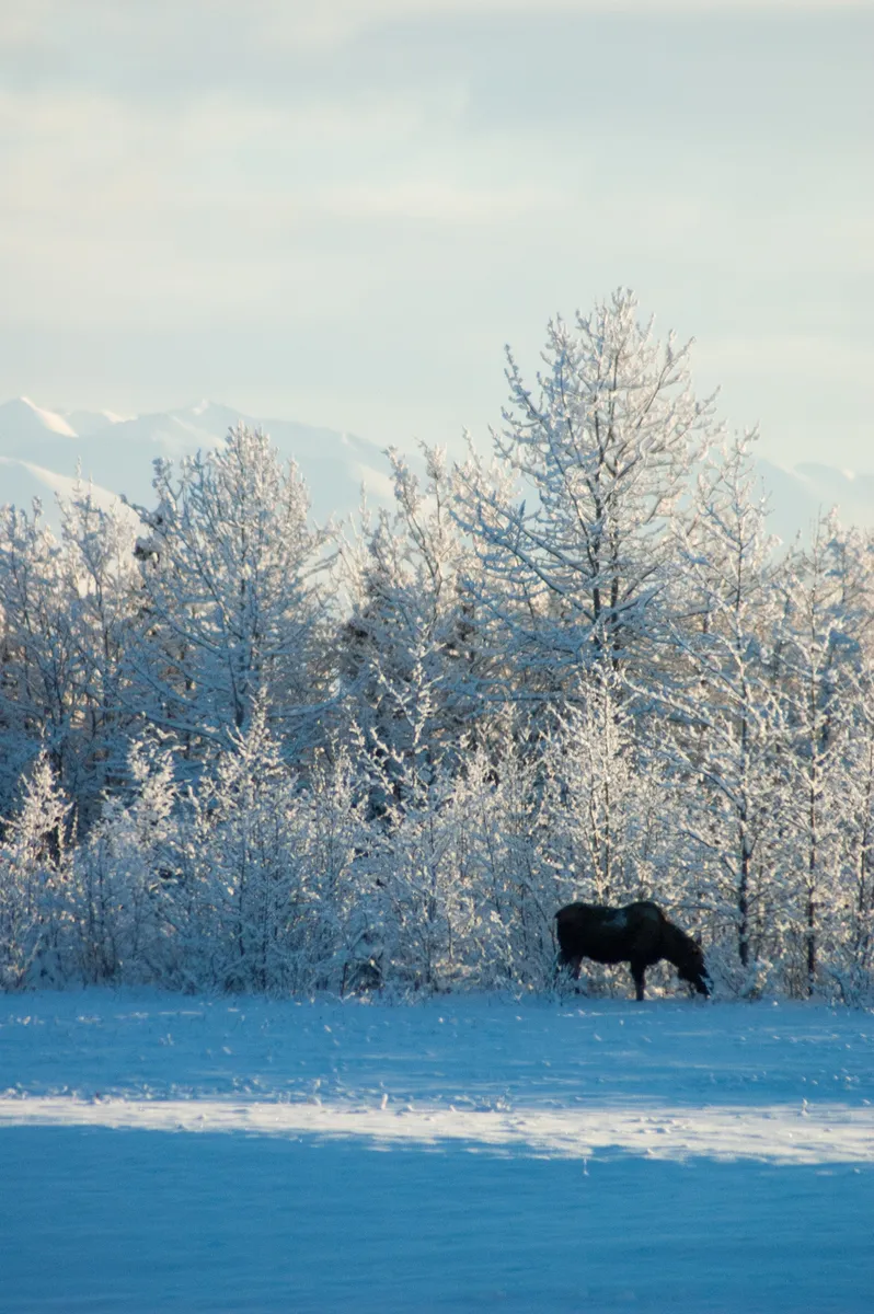 wildlife (2008-01-12)