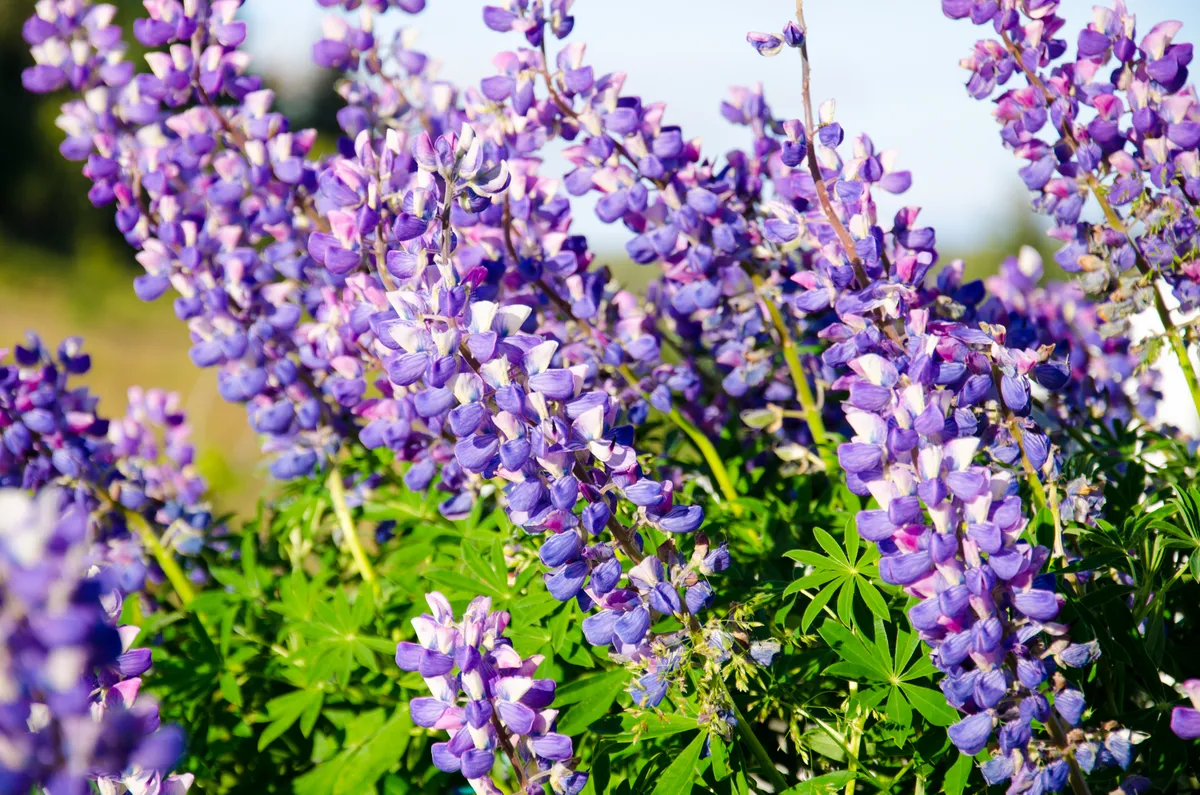 flowers (2011-07-25)