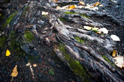 A close-up, ground-level shot of ancient, moss-covered tree roots on a forest floor, with scattered yellow autumn leaves.