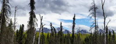 A panoramic view of snow-capped mountains in Alaska behind a forest of evergreen trees under a cloudy sky.
