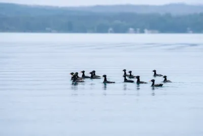 A group of black scoter ducks floating peacefully on a calm, light blue body of water.