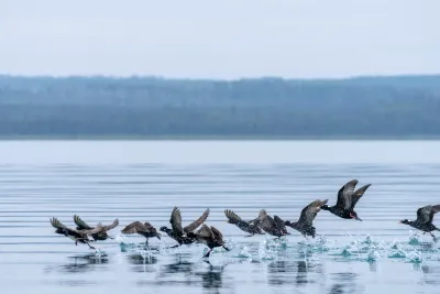A group of black scoter ducks taking flight from the water, creating splashes as they wing beat across the calm surface.