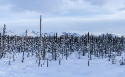 A wide panoramic view of a snow-covered field with sparse birch trees and mountains.