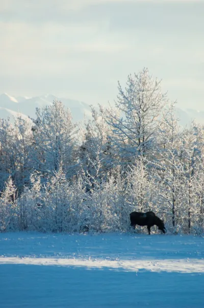 A dark moose grazing in a snowy Alaskan field in front of frost-covered birch trees.