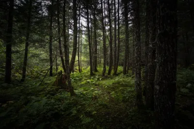 An interior view of a lush, green Alaskan forest with tall evergreen trees and a mossy floor.
