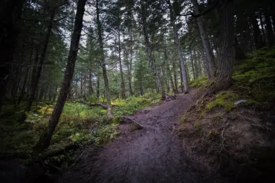 A view of a dirt hiking trail winding through a dense forest of evergreen trees in Alaska.