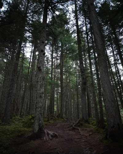 A look up at the towering trunks and dark canopy of an Alaskan evergreen forest from the forest floor.