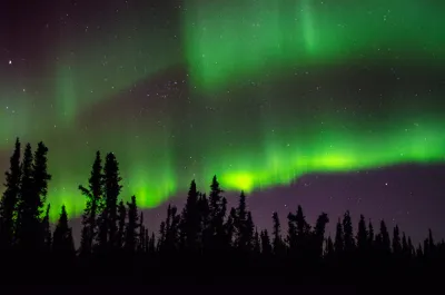 Green aurora curtains dance above a dense evergreen forest silhouette under a clear, starry sky.